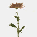 Chrysanthemum - Tierra (10 Stems) - Laflora.ae