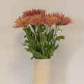 Chrysanthemum - Tierra (10 Stems) - Laflora.ae