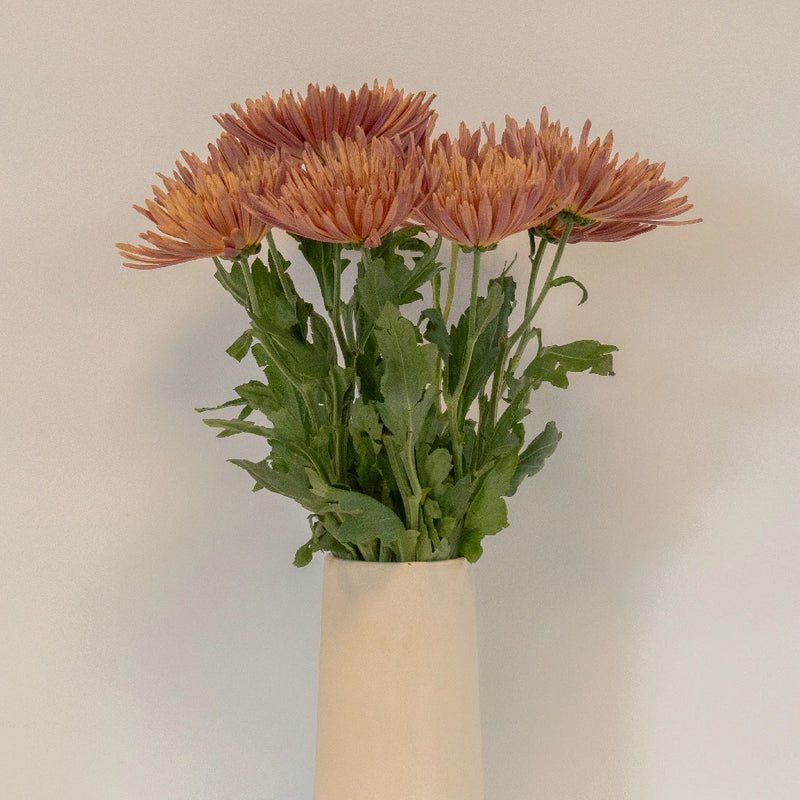 Chrysanthemum - Tierra (10 Stems) - Laflora.ae
