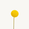 Craspedia - Yellow (10 Stems) - Laflora.ae