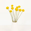 Craspedia - Yellow (10 Stems) - Laflora.ae