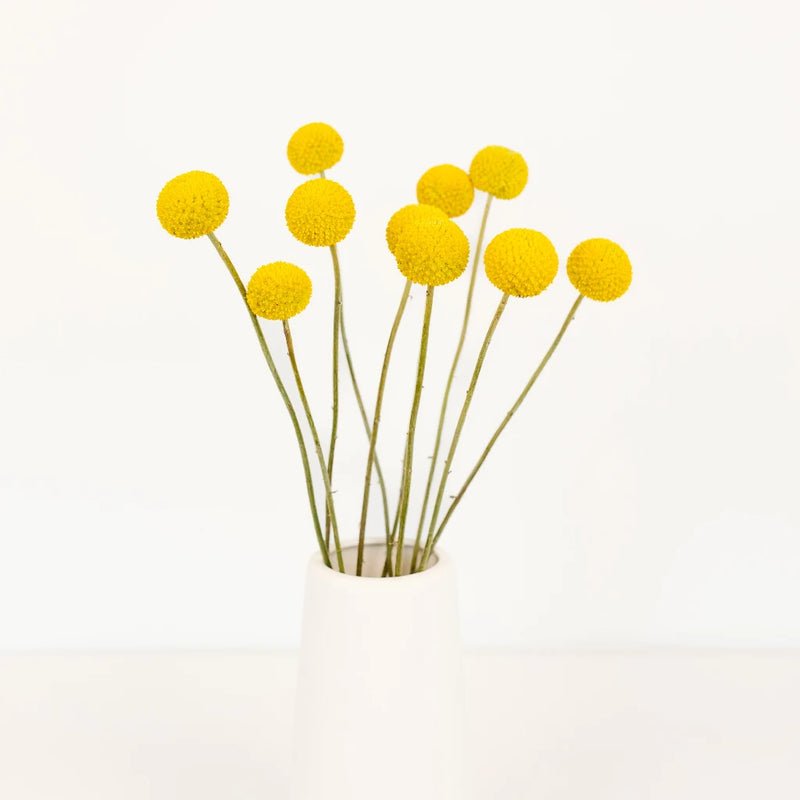 Craspedia - Yellow (10 Stems) - Laflora.ae