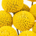 Craspedia - Yellow (10 Stems) - Laflora.ae
