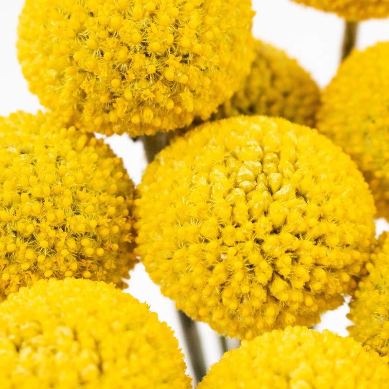 Craspedia - Yellow (10 Stems) - Laflora.ae