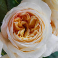 Garden Rose - Cream Juliet - Laflora.ae
