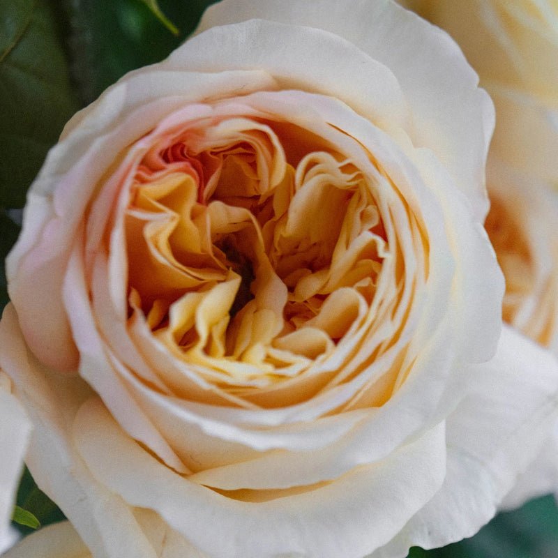 Garden Rose - Cream Juliet - Laflora.ae