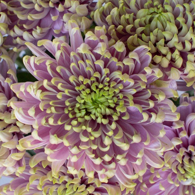 Chrysanthemum - Rossano Charlotte (10 Stems) - Laflora.ae