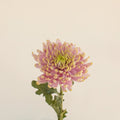 Chrysanthemum - Rossano Charlotte (10 Stems) - Laflora.ae
