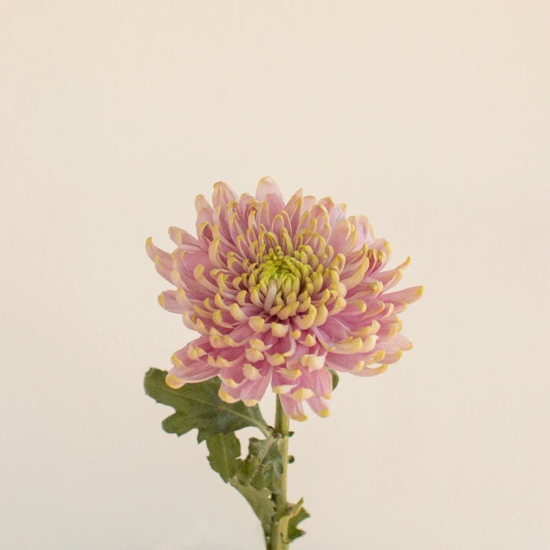 Chrysanthemum - Rossano Charlotte (10 Stems) - Laflora.ae