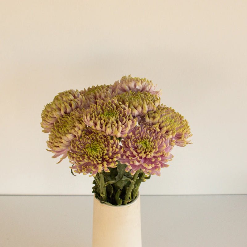 Chrysanthemum - Rossano Charlotte (10 Stems) - Laflora.ae
