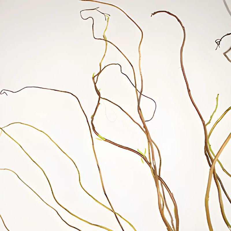 Curly Willow Branches (5 Stems) - Laflora.ae