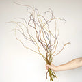 Curly Willow Branches (5 Stems) - Laflora.ae
