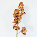 Cymbidium Orchids - Brown (1 Stem) - Laflora.ae