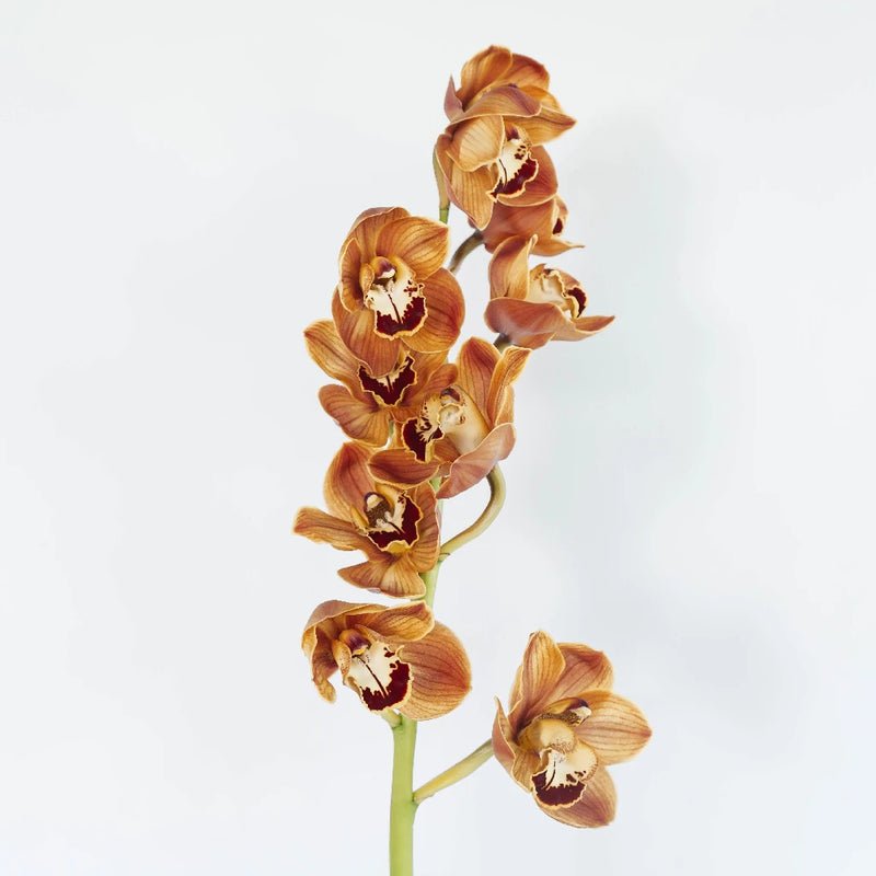 Cymbidium Orchids - Brown (1 Stem) - Laflora.ae