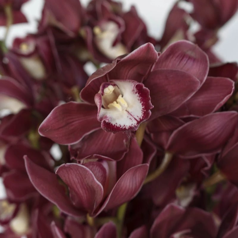 Cymbidium Orchids - Merlot Pink (1 Stem) - Laflora.ae