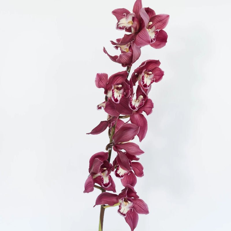 Cymbidium Orchids - Merlot Pink (1 Stem) - Laflora.ae