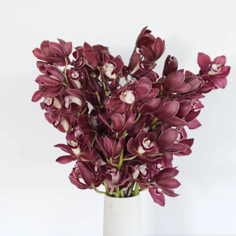 Cymbidium Orchids - Merlot Pink (1 Stem) - Laflora.ae