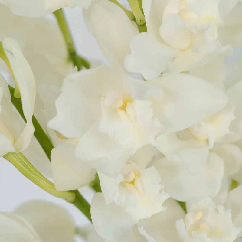 Cymbidium Orchids - White and Yellow (1 Stem) - Laflora.ae