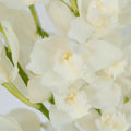 Cymbidium Orchids - White and Yellow (1 Stem) - Laflora.ae