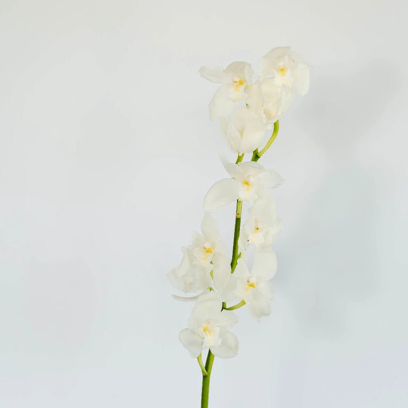 Cymbidium Orchids - White and Yellow (1 Stem) - Laflora.ae