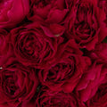 Garden Rose - Darcey Rubine Red David Austin (12 Stems) - Laflora.ae