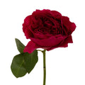 Garden Rose - Darcey Rubine Red David Austin (12 Stems) - Laflora.ae
