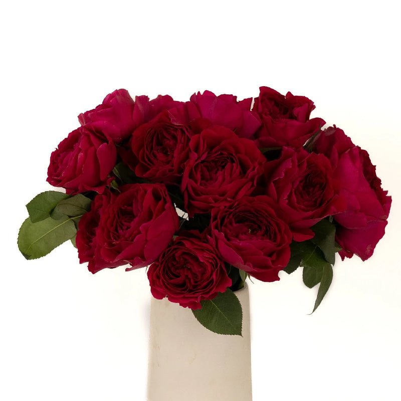 Garden Rose - Darcey Rubine Red David Austin (12 Stems) - Laflora.ae