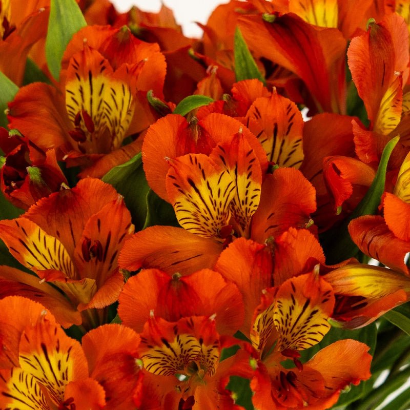 Savanna Orange Alstroemeria (Bunch) - Laflora.ae