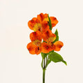 Savanna Orange Alstroemeria (Bunch) - Laflora.ae