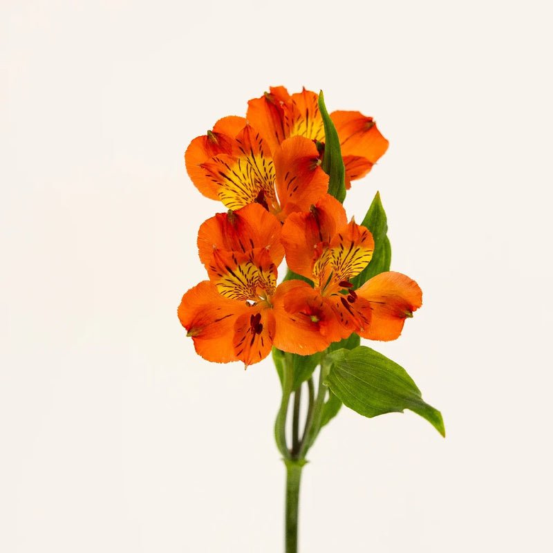 Savanna Orange Alstroemeria (Bunch) - Laflora.ae