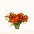 Savanna Orange Alstroemeria (Bunch) - Laflora.ae
