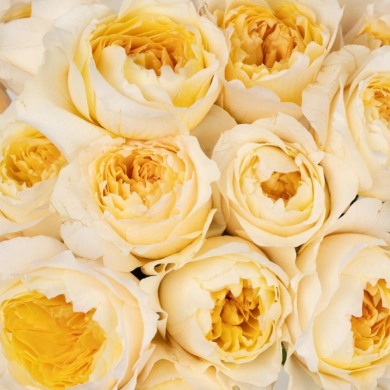 Garden Rose - David Austin Effie (12 Stems) - Laflora.ae