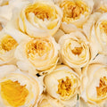 Garden Rose - David Austin Effie (12 Stems) - Laflora.ae