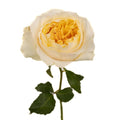 Garden Rose - David Austin Effie (12 Stems) - Laflora.ae