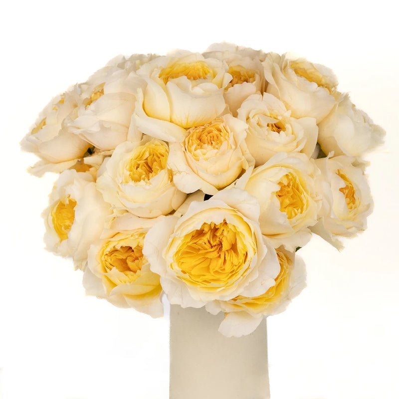 Garden Rose - David Austin Effie (12 Stems) - Laflora.ae