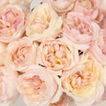 Garden Rose - David Austin Keira (12 Stems) - Laflora.ae