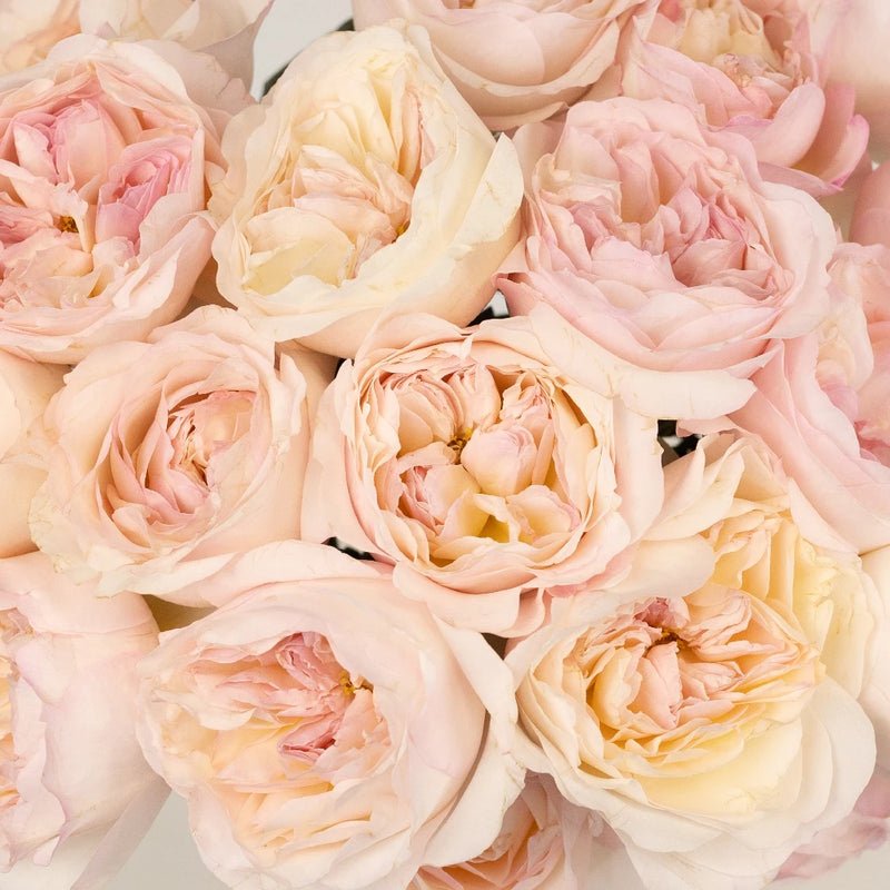 Garden Rose - David Austin Keira (12 Stems) - Laflora.ae