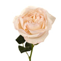 Garden Rose - David Austin Keira (12 Stems) - Laflora.ae