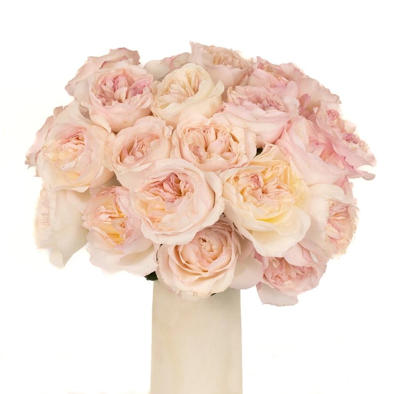 Garden Rose - David Austin Keira (12 Stems) - Laflora.ae