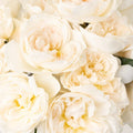 Garden Rose - David Austin Purity Ausoblige (12 Stems) - Laflora.ae