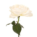 Garden Rose - David Austin Purity Ausoblige (12 Stems) - Laflora.ae