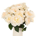 Garden Rose - David Austin Purity Ausoblige (12 Stems) - Laflora.ae