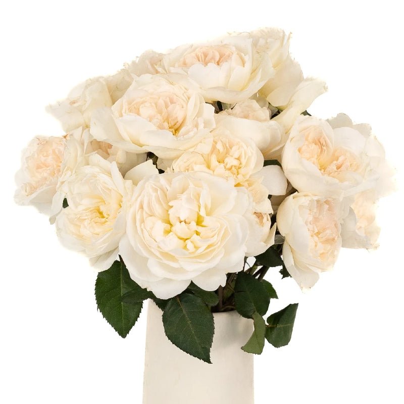 Garden Rose - David Austin Purity Ausoblige (12 Stems) - Laflora.ae