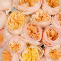 Garden Rose - David Austin Peach Juliet Ausgameson (12 Stems) - Laflora.ae