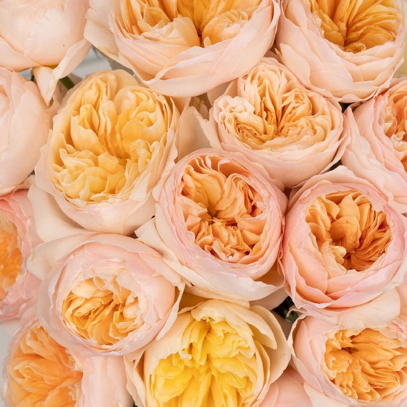 Garden Rose - David Austin Peach Juliet Ausgameson (12 Stems) - Laflora.ae