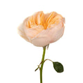 Garden Rose - David Austin Peach Juliet Ausgameson (12 Stems) - Laflora.ae