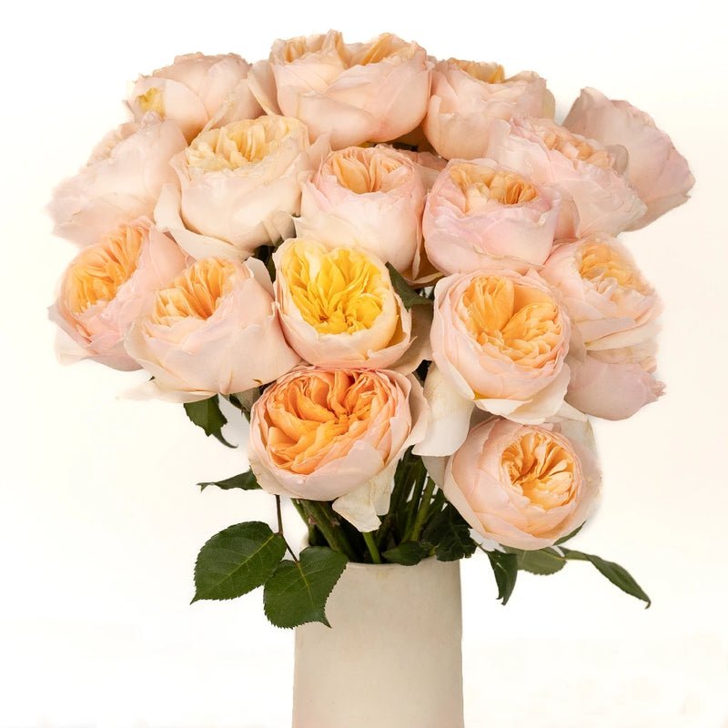 Garden Rose - David Austin Peach Juliet Ausgameson (12 Stems) - Laflora.ae