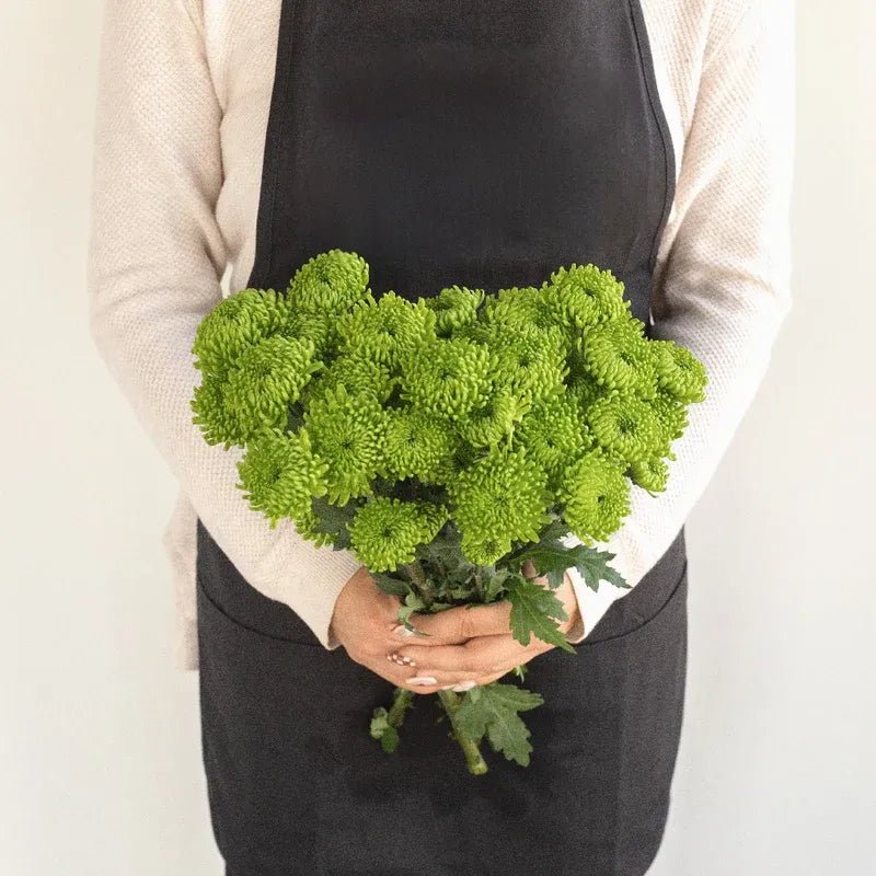 Chrysanthemum - Santini Country (15 Stems) - Laflora.ae