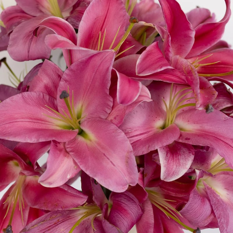 Lily - Deep Pink Oriental (10 Stems) - Laflora.ae