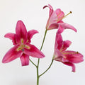 Lily - Deep Pink Oriental (10 Stems) - Laflora.ae